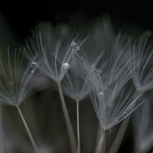 Nevermore - Ian Boddy