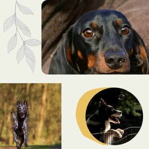 Dogs on Couch - Laid-back - Sleeptime for Dogs