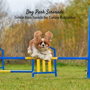 Dog Park Serenade: Gentle Rain Sounds for Canine Relaxation - Berlin Rain