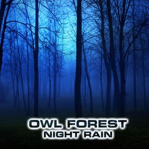 Owl Forest Night Rain - Owl Forest Sounds