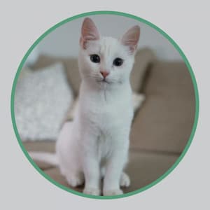 Swanky Background for Evening Cat Strolls - Cat Music Hour