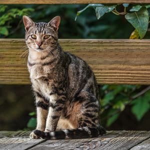 Serenity in Cat Rain: The Piano's Tranquil Feline Melodies - White Noise Rain