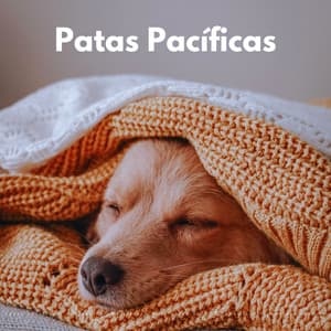Patas Pacíficas: Meditación Con De Piano Meditativo Para El Tranquilo Tiempo Del Perrito - Música suave de piano