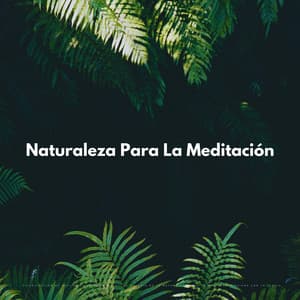 Visualización De Aves De La Selva Tropical: La Melodía De La Naturaleza Para La Meditación Guiada Con La Lluvia - Sonidos de lluvia y ruido de fondo