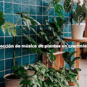 Colección de música de plantas en crecimiento - Música para Desayuno De Lujo