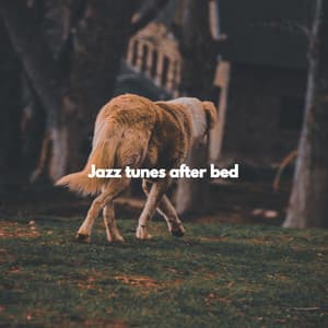 Jazz tunes after bed - Calm Dog Music