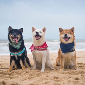 Ocean Companions Chill Tunes for Calm Pet Behavior - Calm Pets Music Academy
