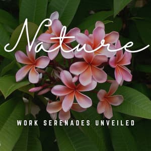 Work Serenades Unveiled: Melodic Insights - Office Work Music