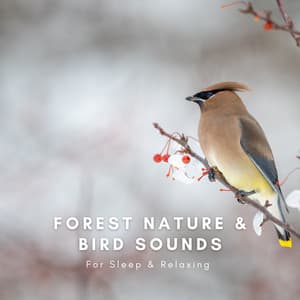 Forest Nature & Bird Sounds For Sleep & Relaxing - Natural Sounds Selections