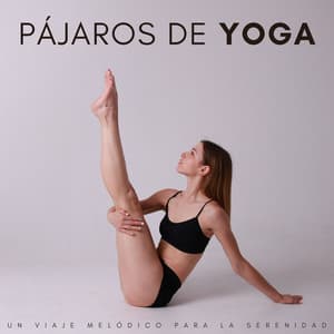 Pájaros De Yoga: Un Viaje Melódico Para La Serenidad - Pajaritos Cantando
