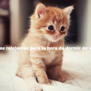 Canciones relajantes para la hora de dormir de los gatos - Hintergrund Jazz Musik