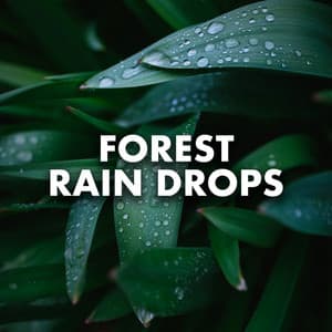 Forest Rain Drops - Nature Sounds
