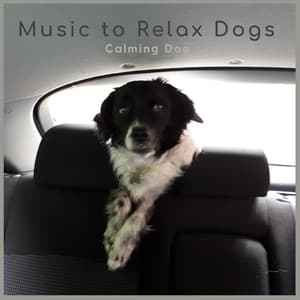 Calming Dog - Music-to-Relax-Dogs