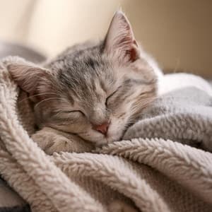 Melodías Suaves Para Gatos: Música Para Relajación - Captando el momento