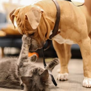 Wagging Waltz: A Piano Serenade for Pets - Dog Music