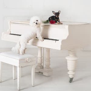 Dog's Piano: Bark Melodies - Mellow Melodies