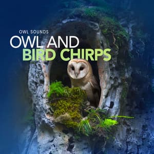 Owl and Bird Chirps - Owl Sounds