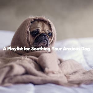 A Playlist for Soothing Your Anxious Dog - Jazz Rilassante Collezioni