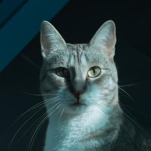 Música Para La Comodidad De Los Gatos: Sonidos Relajantes Para Felinos - Inmersiones y saltos