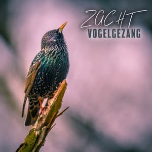 Zacht Vogelgezang: Vreedzame Geluiden uit het Bos - Singing Birds Zone