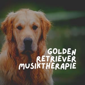 Golden Retriever Musiktherapie - Hundemusik