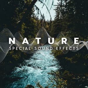 Special Sound Effects - Morning Meanings