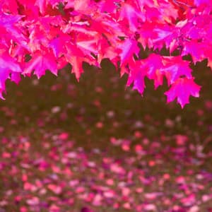 Divine Background Music for Delightful Adventure - Smooth Chill Playlist