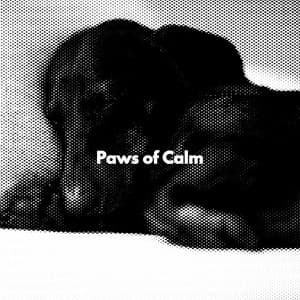 Paws of Calm - Chicago Hotel Jazz
