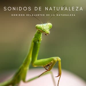 Sonidos De Naturaleza: Sonidos Relajantes De La Naturaleza - Descansar Musica