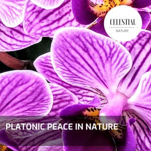 Platonic Peace in Nature - Nature Radiance