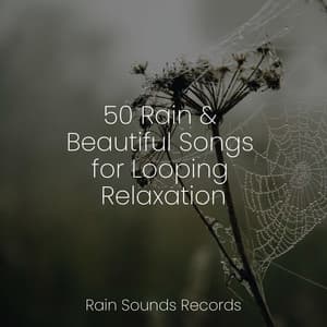 50 Rain & Beautiful Songs for Looping Relaxation - Bird Sounds