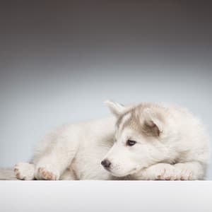 Jazz Piano Bark Serenity: Calming Melodies for Dogs - Paws for Thought