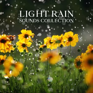 Light Rain Sounds Collection: Brings You Relaxation and Sleep - Relaxing Nature Sounds Collection
