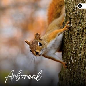 Arboreal - Tranquility Spa Universe