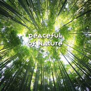 Peaceful of Nature: Ambient Sounds Collection for Relaxation Meditation, Reduce Stress, Soothing Songs for Deep Sleep - Universe of Nature Orchestra