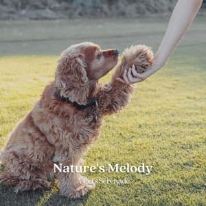 Nature's Melody: A Pet's Serenade - Digital Sounds Recordings