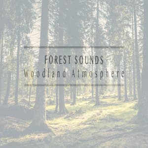 Woodland Atmosphere - Forest Sounds
