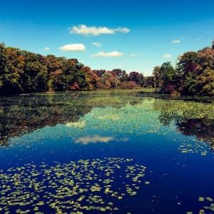 Harmonic River Harmony: Nature's Lyrical Flow - Water Sounds Natural White Noise