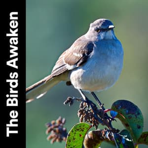 The Birds Awaken - Rivers and Streams
