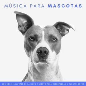 Música Para Mascotas: Sonidos Relajantes De Pájaros Y Viento Para Desestresar A Tus Mascotas - Academia de sonidos de la naturaleza