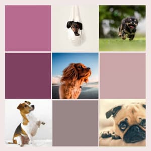 Bgm for Sweetest Dogs - Dog Music Library