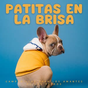 Patitas En La Brisa: Campanillas Para Los Amantes De Los Perros - Las Vientas