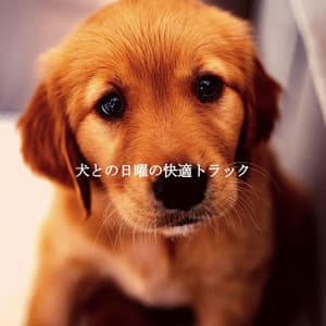 犬との日曜の快適トラック - Breakfast Jazz Playlist