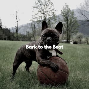 Bark to the Beat - Relaxing Music Orchestra