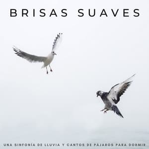 Brisas Suaves: Una Sinfonía De Lluvia Y Cantos De Pájaros Para Dormir - Lluvia Relajante para Dormir