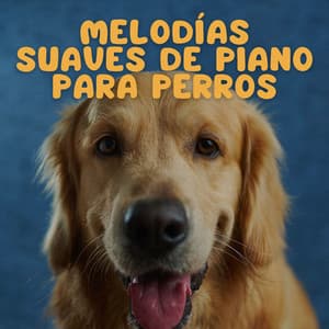 Melodías Suaves De Piano Para Perros - Piano Jazz Paris