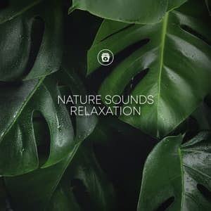 Nature Sounds Relaxation - Relaxing Chill Out Music