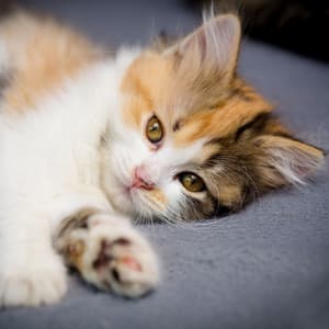 Theta Feline Harmony: Harmonic Binaural Waves for Relaxing Cats - Restful Sinus