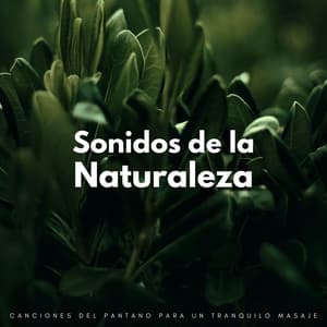 Sonidos De La Naturaleza: Canciones Del Pantano Para Un Tranquilo Masaje - Grillos del bosque