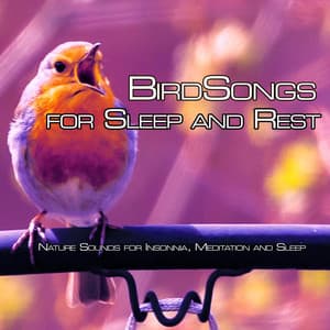Birdsongs for Sleep and Rest: Nature Sounds for Insonnia, Meditation and Sleep - Nature Sounds Academy
